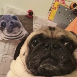 пёсы telegram stickers