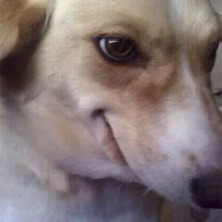 пёсы whatsapp stickers