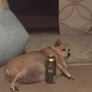 🍺 7a2834e7 pies, chihuahua, zwierzę domowe, zwierzę, piwo telegram sticker