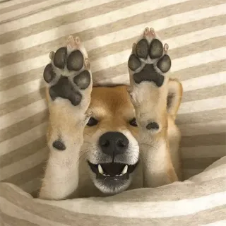 пёсы telegram stickers