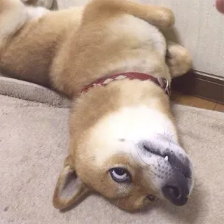 😳 93c82e04 pies, shiba inu, zwierzę domowe, zwierzę, do góry nogami, słodki telegram sticker