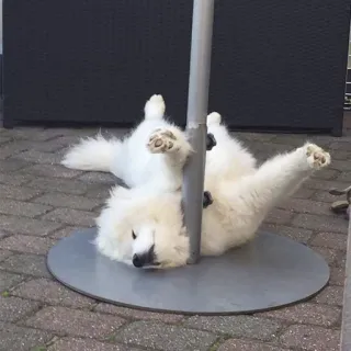 💃 db68c2d0 pies, biały, słup, bawiący się, słodki, Samoyed telegram sticker