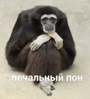 ☹️ 47577962 печальный пон Affe, traurig, Tier, Gibbon telegram sticker