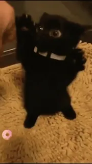 😡 20645c56 gattino, gatto, gatto nero, animale, animale domestico, carino, divertente telegram sticker