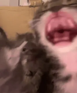 😭 46a15adc gatto, sbadiglio, animale, animale domestico, animale da compagnia, mammifero telegram sticker