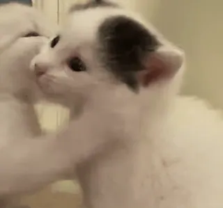 💗 56b4afff gattino, gatto, animale, carino, animale domestico, bianco telegram sticker