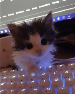 🥰 68710f1c gattino, gatto, tastiera, animale, animale domestico telegram sticker