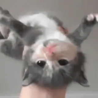 🤗 8bd3daf9 gatto, gattino, animale, animale domestico, carino, animale domestico telegram sticker