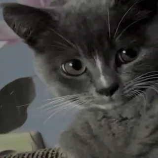 🤔 ba266cdc gatto, gatto grigio, carino, animale, animale domestico, gattino telegram sticker