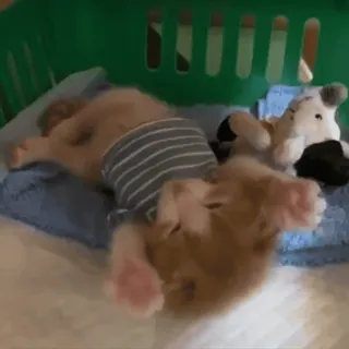 🥺 de41a4f3 cucciolo, dormire, cane, carino, a righe, adorabile telegram sticker