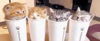 Больше стиков тут: @stikery4 telegram stickers