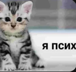 😸 7b7ab0cf Я псих кот, котёнок, милый, мем telegram sticker