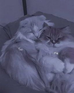 💗 f7383646 You me коты, любовь, дружба, животные, милый, нежный, питомец, отношения telegram sticker