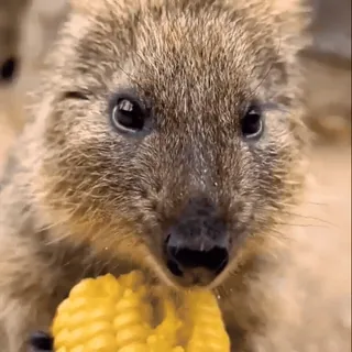 🌽 2bc75d9f animal, cute, happy, quokka, eating whatsapp sticker