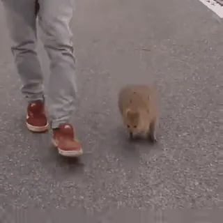 💗 2bdbb59a animal, quokka, street, walking, rodent whatsapp sticker