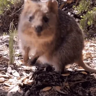 💗 2ea2ebe9 quokka, marsupial, animal, australia, wildlife whatsapp sticker