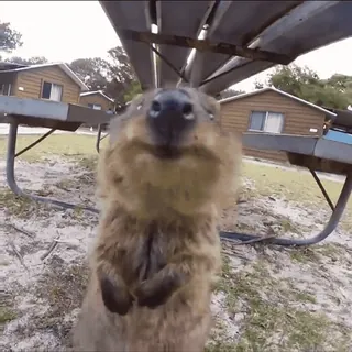 💗 3c6596db quokka, australian animal, marsupial, cute, happy, smiling whatsapp sticker