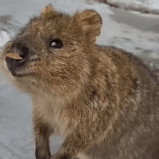 💗 57d86046 quokka, animal, cute, marsupial whatsapp sticker