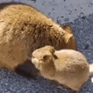 💗 747a19cf bear, animal, cute, nature, mammal whatsapp sticker