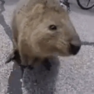 💗 dd093732 animal, cute, wildlife whatsapp sticker