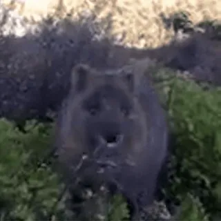 💗 fcac838e whatsapp sticker