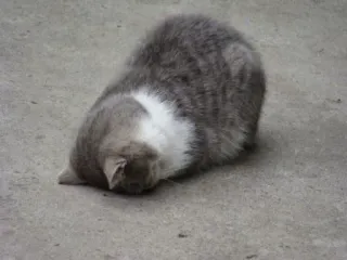 😕 05a87e48 mèo, xám, trắng, động vật, nhà, thú cưng, mèo con telegram sticker