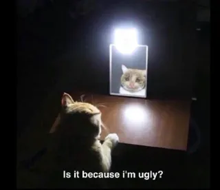 ☹️ 0f27a4ab Is it because I'm ugly? mèo, xấu xí, gương, buồn, meme telegram sticker