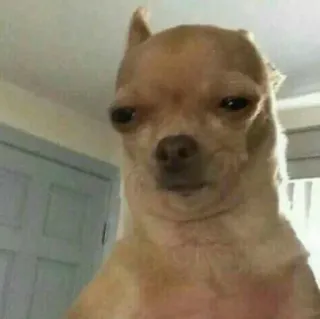 😕 1286dd52 chó, chihuahua, meme, hài hước, động vật, thú cưng telegram sticker
