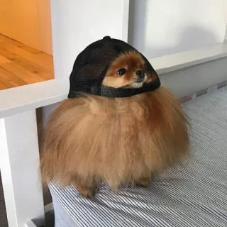 🧸 1f53635a chó, Pomeranian, mũ, dễ thương, động vật, thú cưng telegram sticker