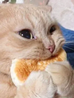 🥞 218eaa46 mèo, bánh mì, động vật, hài hước, thú cưng, dễ thương telegram sticker