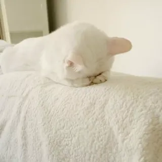 ☹️ 264c71a1 mèo, động vật, thú cưng, trắng, ngủ, dễ thương, nhà telegram sticker