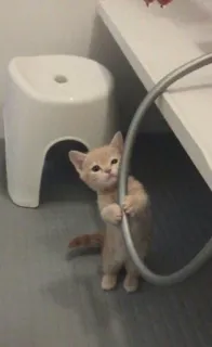 🐈 2add6fdb mèo, mèo con, dễ thương, đáng yêu, động vật, thú cưng, nhà, chơi telegram sticker