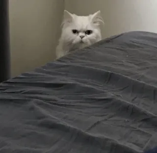 🙂 2fe676c9 mèo, mèo trắng, động vật, thú cưng, mèo telegram sticker