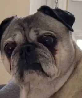 😐 42a72fbe chó pug, chó, thú cưng, động vật, dễ thương, giống chó telegram sticker