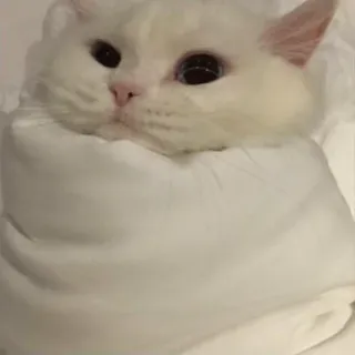🙂 4310e09d mèo, động vật, trắng, dễ thương, thú cưng, mèo con, bọc telegram sticker
