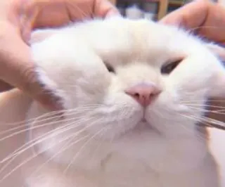 😃 444dff64 mèo, thú cưng, động vật, dễ thương, mèo trắng telegram sticker