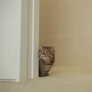 🥺 4961568b mèo, động vật, thú cưng, ẩn náu, cửa, mèo mướp, mèo nhà, động vật có vú, họ mèo telegram sticker