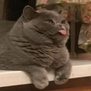 😝 54dee2d3 mèo, động vật, thú cưng, lưỡi, hài hước, dễ thương, vật nuôi telegram sticker