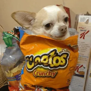 🫀 79308220 Cheetos Crunchy chó, Chihuahua, Cheetos, đồ ăn vặt, dễ thương, thú cưng, thức ăn telegram sticker