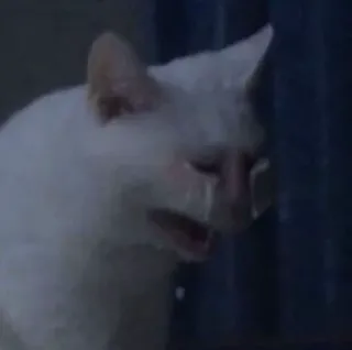 😭 810bfc79 mèo, khóc, buồn, meme, cảm xúc, mèo trắng telegram sticker