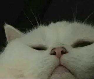 😶 8ad6682e mèo, mèo trắng, động vật, vật nuôi, thú cưng, mèo con, họ mèo telegram sticker