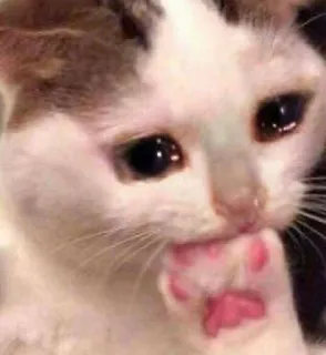 🥺 a1a49391 mèo, buồn, khóc, chân, dễ thương, động vật telegram sticker