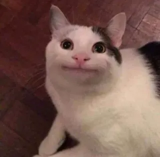 😐 a27cba09 mèo, cá beluga, meme, động vật, thú cưng, hài hước telegram sticker