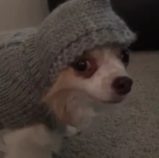 🙄 adc8253e chó, chihuahua, mũ, mũ len, thú cưng, động vật telegram sticker