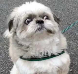 Cat moods’ whatsapp stickers