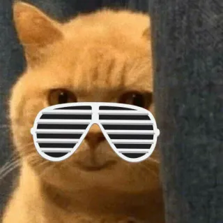 😚 bbba1137 mèo, kính râm, động vật, thú cưng, mèo ngầu, meme telegram sticker