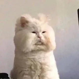 Cat moods’ whatsapp stickers