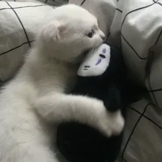 Cat moods’ telegram stickers