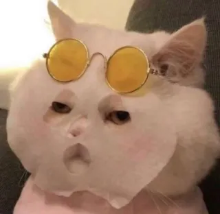 ☺️ e5b47d55 mèo, kính, động vật, hài hước, meme, dễ thương, mặt nạ giấy telegram sticker