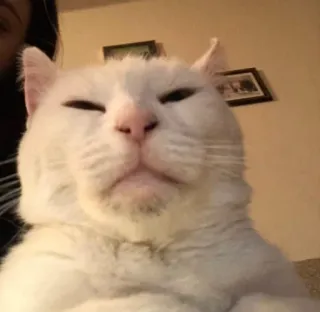 😑 f5e27b4e mèo, mèo trắng, thú cưng, động vật, meme, hài hước, mèo nhà, cận cảnh telegram sticker